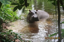 WCS Releases First Known Pics of Hippos from World Class Protected Area